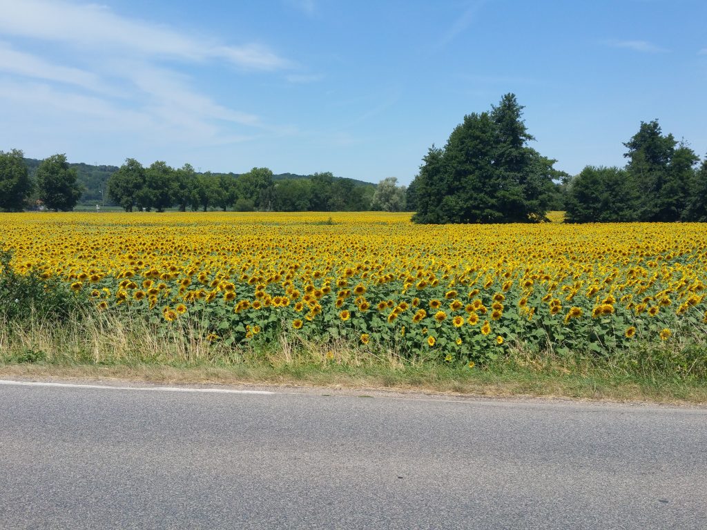 Zonnebloemvelden! 