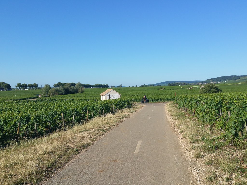 Druivenvelden in de  buurt van Beaune 