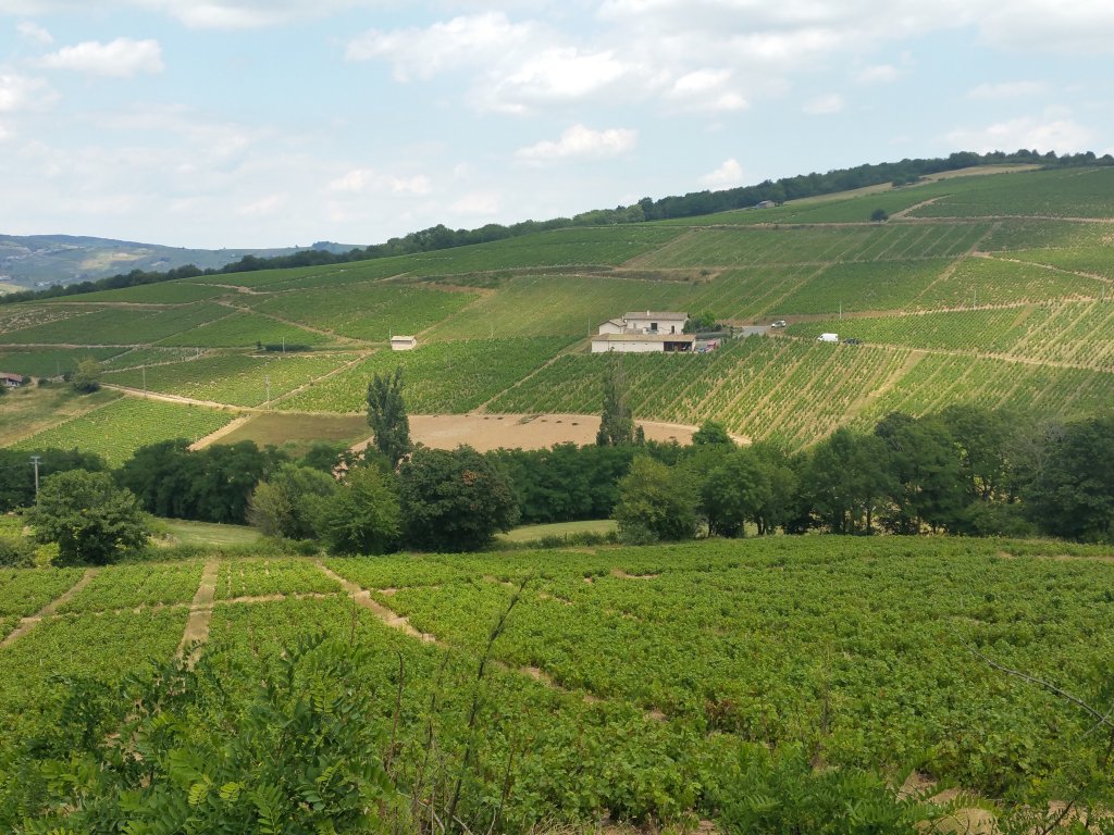 Mooi uitzicht op wijnvelden 