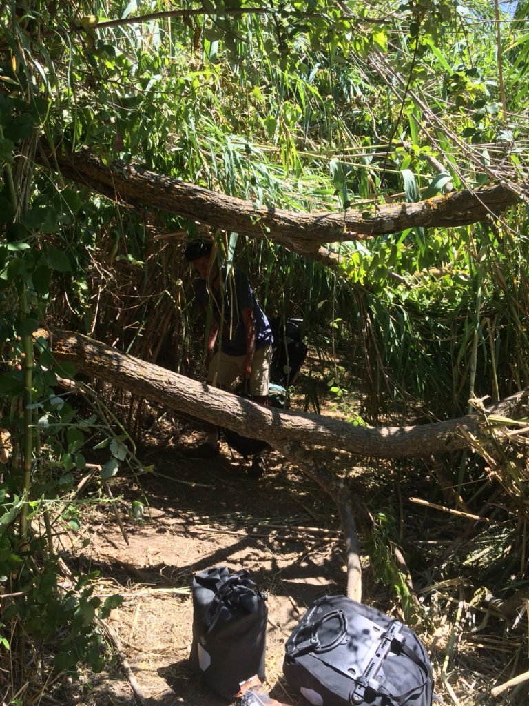 De boom die op ons pad kwam